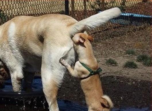 Do you believe that dogs should be allowed in pubs and restaurants?