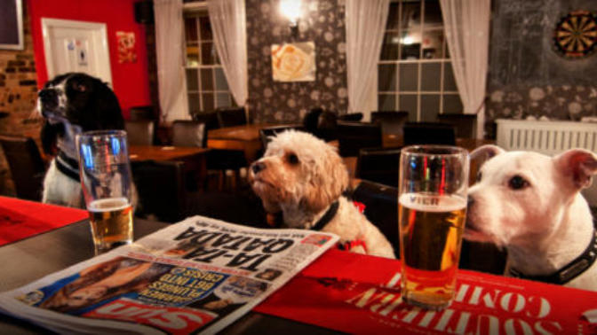 Do you believe that dogs should be allowed in pubs and restaurants?