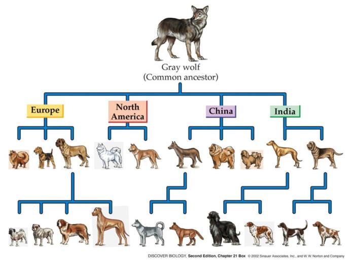 Can I breed people like the way we breed animals in some sort of eugenics program that was completely voluntary?