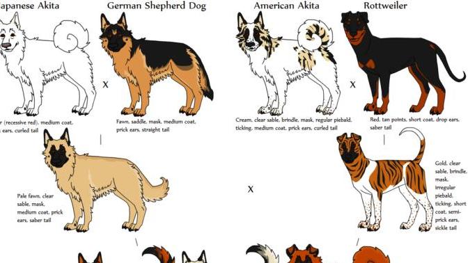 Can I breed people like the way we breed animals in some sort of eugenics program that was completely voluntary?