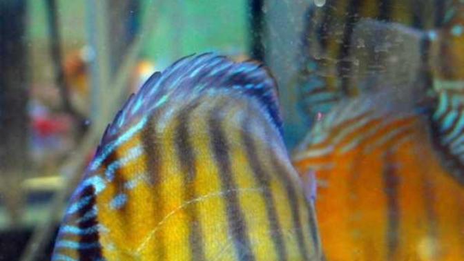 What is your favorite aquarium freshwater fish?