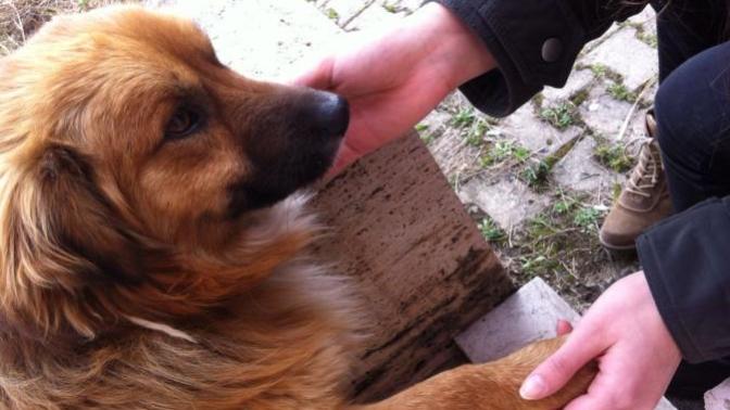 Do you feed domesticated stray dogs&cats?