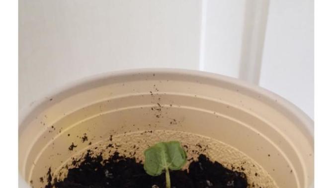 MY COTTON SPROUTED! Any Gardening Tips?