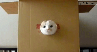 If I had a penis, (out of curiosity) I'd plug various moist holes other than women; do guys do this sometimes?