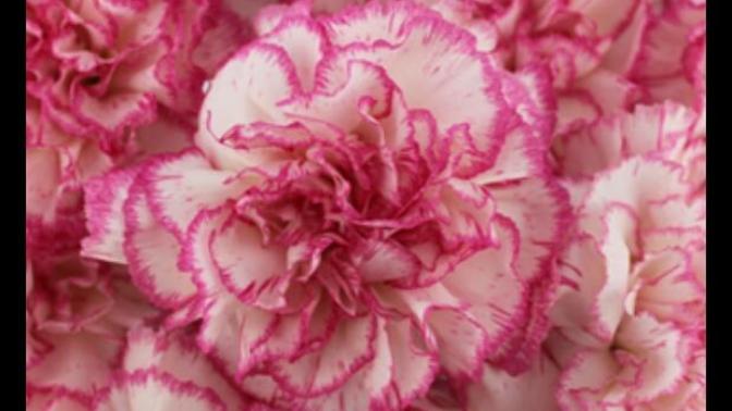 What is your favorite flower for looks and if it's a different one for the way it smells? Some pretty flowers smell like pee LOL?