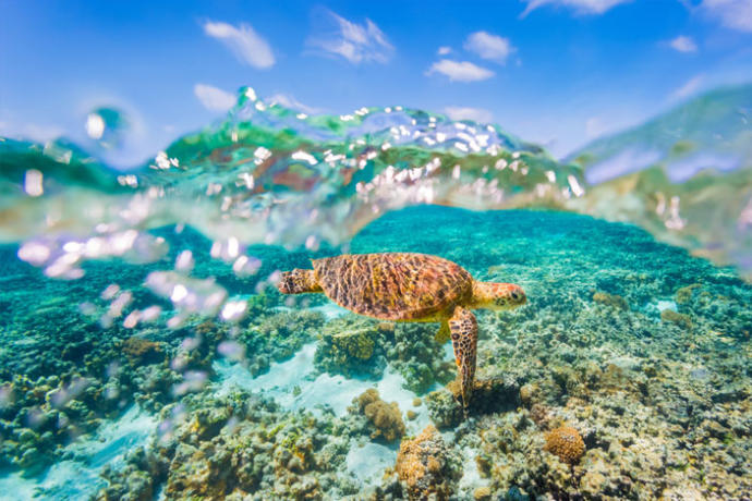 Great Barrier Reef