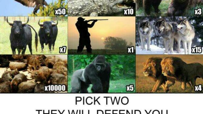 Which animal warriors would you choose to face off with against the rest?