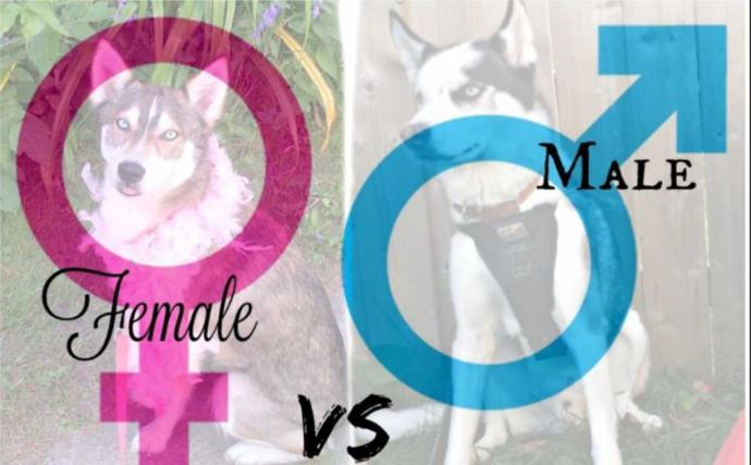 Do you prefer male or female dogs?