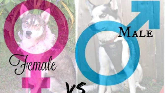 Do you prefer male or female dogs?