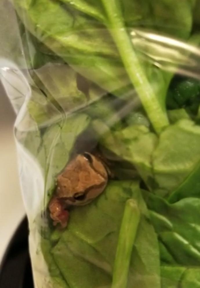 Frog inside of a spinach bag.