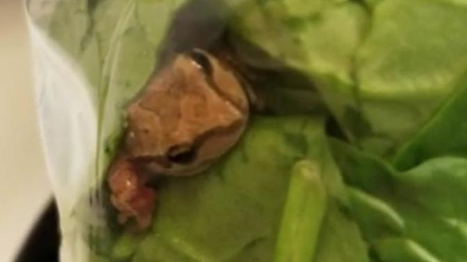 What if you found a frog in your spinach bag?