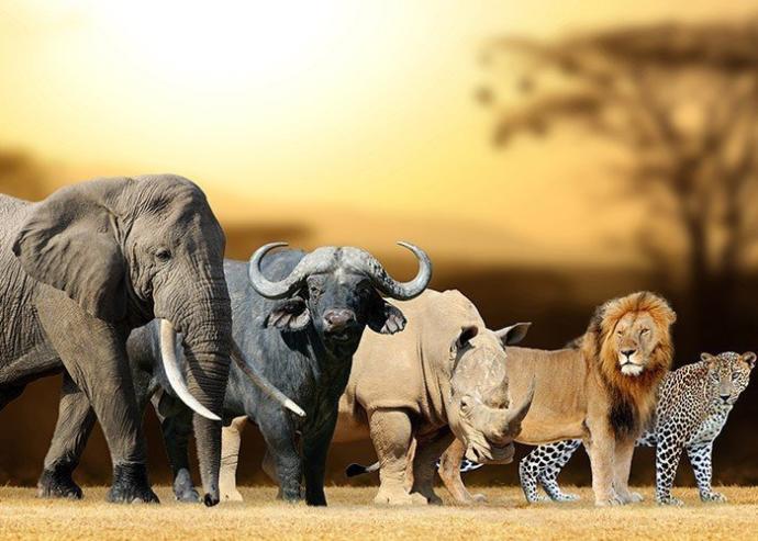 Would you ever travel just to see wildlife? Is there any animal in particular you'd love to see in the wild?