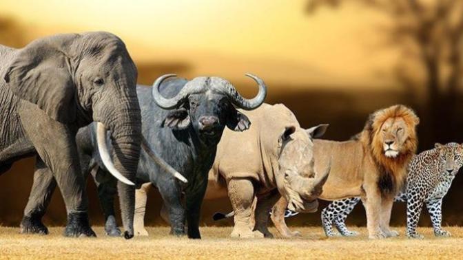 Would you ever travel just to see wildlife? Is there any animal in particular you'd love to see in the wild?