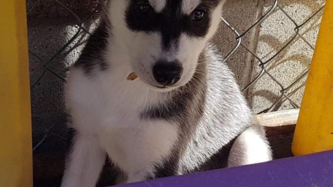 Help me name my puppy?
