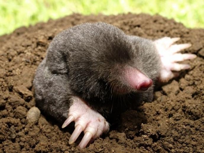 Do you find moles attractive?