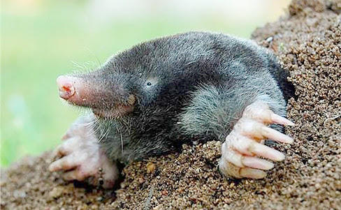 Do you find moles attractive?