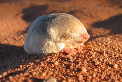 Do you find moles attractive?
