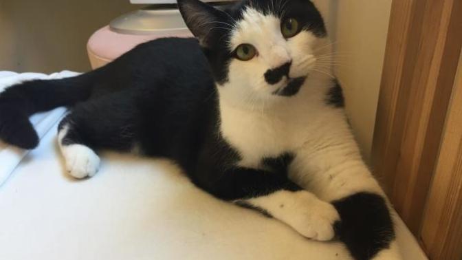 Is HE the cutest cat you've ever seen?