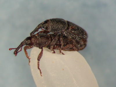 How do you get rid of sitophilus oryzae?