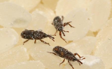 How do you get rid of sitophilus oryzae?