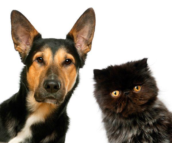 Do you prefer cats or dogs?