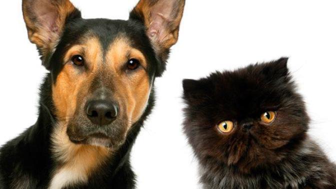 Do you prefer cats or dogs?