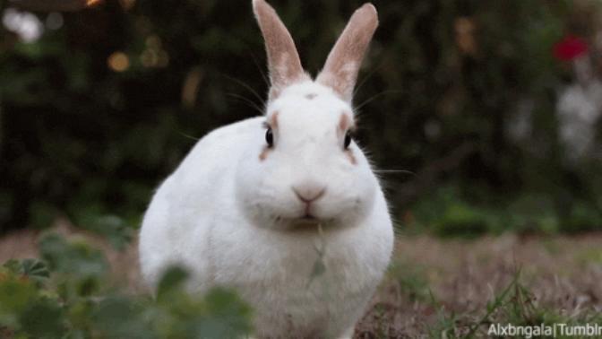 If your partner turned into a rabbit and couldn't change back. what would you do?