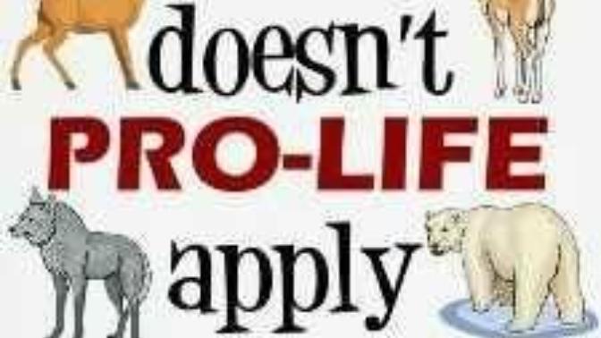 Why I see a connection between Pro-life and animal lives?