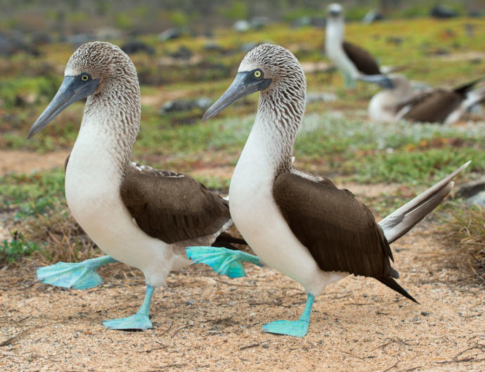 How can I get a pair of boobys like these?