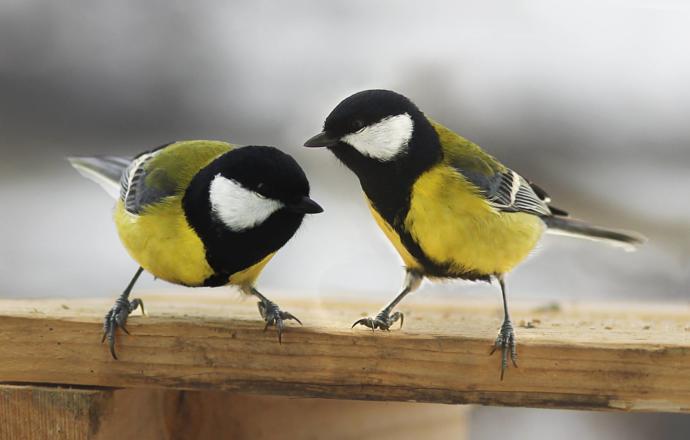 How can I get a pair of boobys like these?