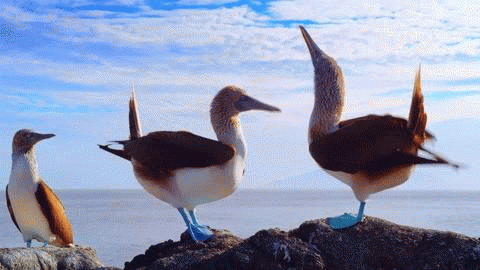 How can I get a pair of boobys like these?