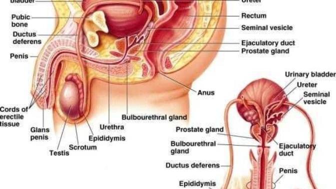 Difference between male infertility and impotency?