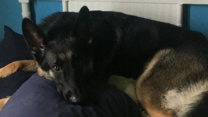 Are there any dog trainers on here?