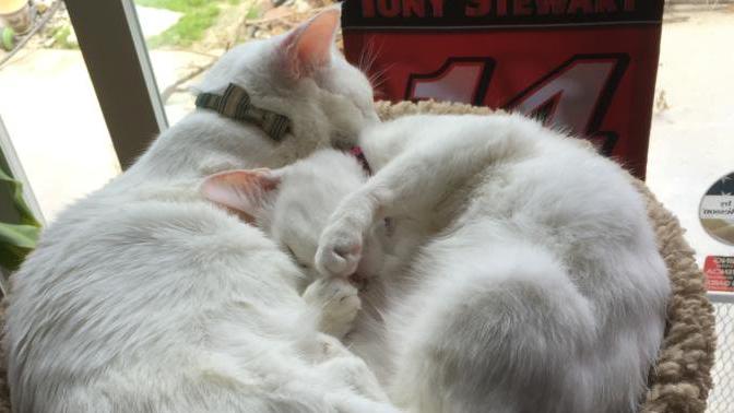 How to stop aggressive cat?