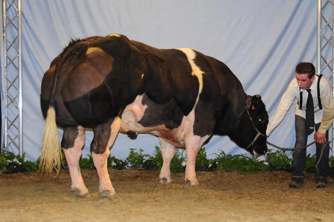 Selective Breeding, Thoughts?