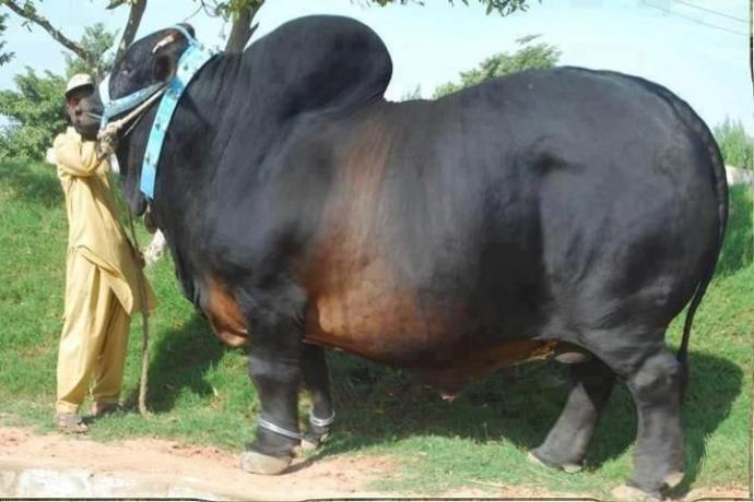 Selective Breeding, Thoughts?