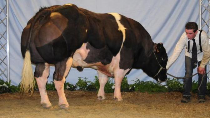 Selective Breeding, Thoughts?