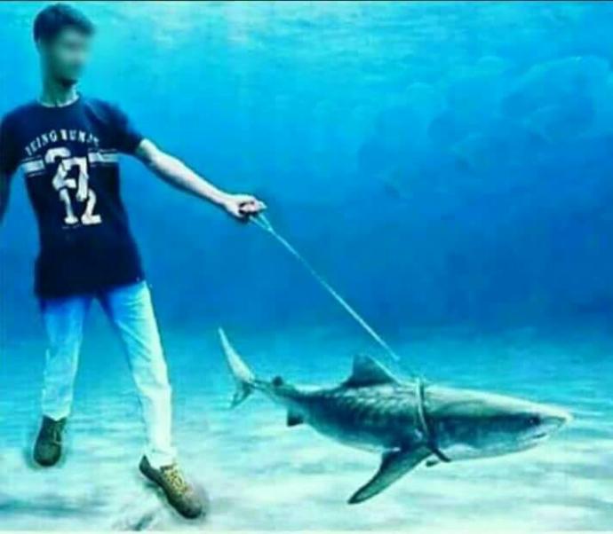 Do you have a pet shark?