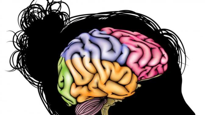 What do you think about these facts about the female brain?