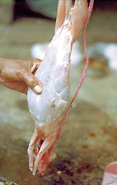 Should Animals Be Allowed To Be Skinned? Why or Why not?