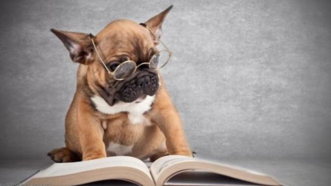 Can your dog read?