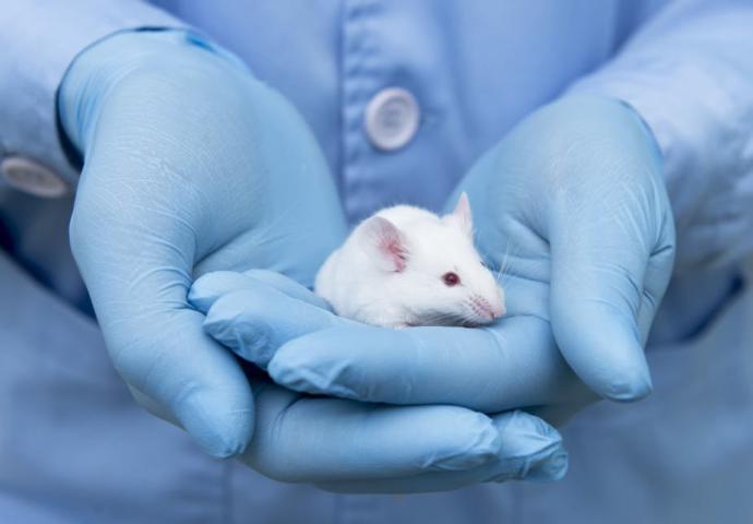 Should animals be used for testing?