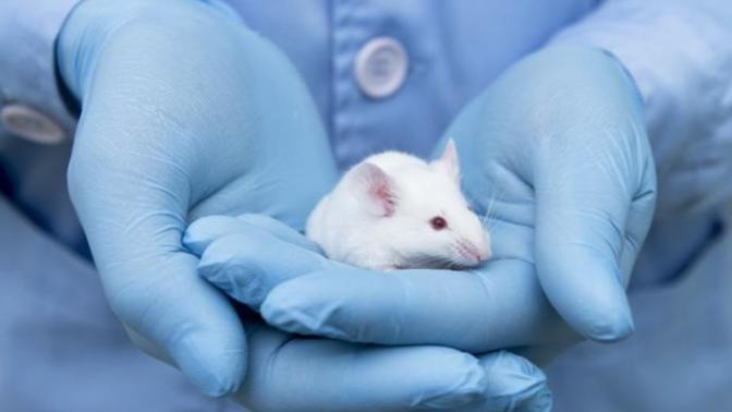 Should animals be used for testing?