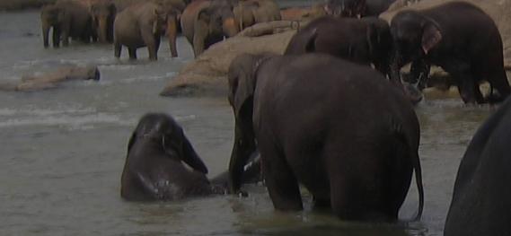 Would you want to visit an elephant orphanage?
