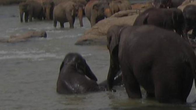 Would you want to visit an elephant orphanage?