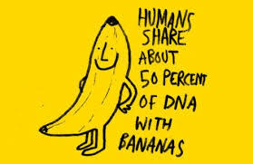 Do you like bananas?