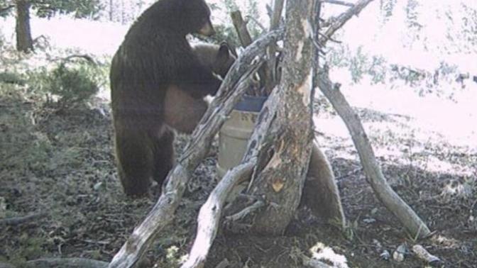 What is stuff you see on trail cams?