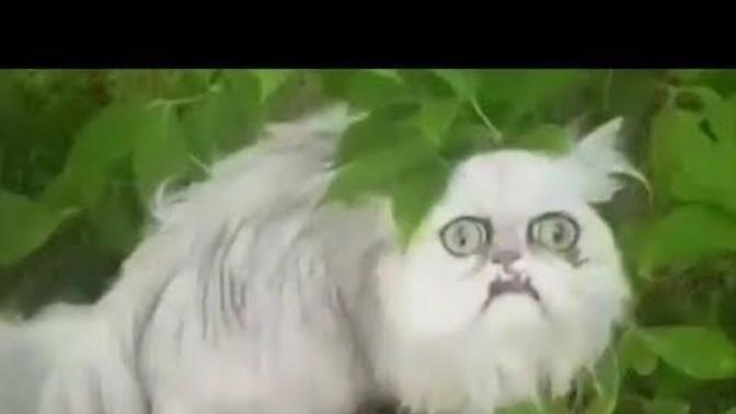 Do you think this cat who looks like grandma is real?
