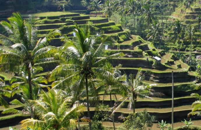 Would you want to visit Bali, Indonesia?