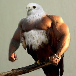 If you could morph two animals to make one super animal, what two animals would you choose? Why?
